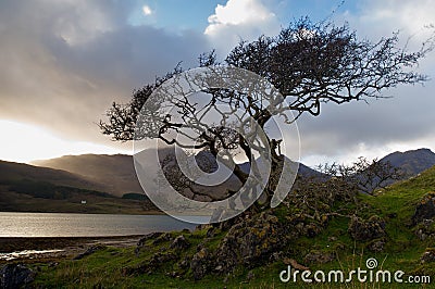 Tree on the shore Stock Photo