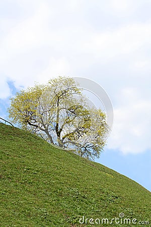 Tree on a sidehill in spring. Stock Photo