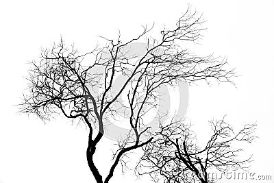 Tree silhouette Stock Photo