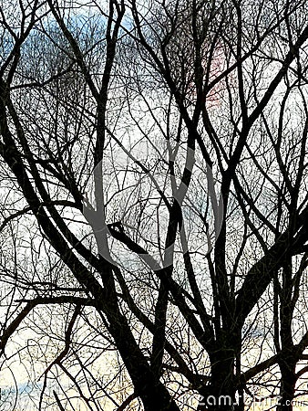 Tree silhouette. Bare twigs and branches. Stock Photo