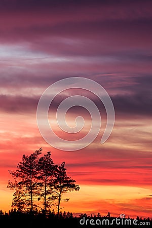 Tree silhouette and beautiful vibrant sunset clouds Stock Photo