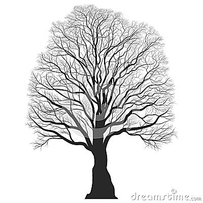 Tree Silhouette. Black bare oak outline. Detailed image. Vector Illustration