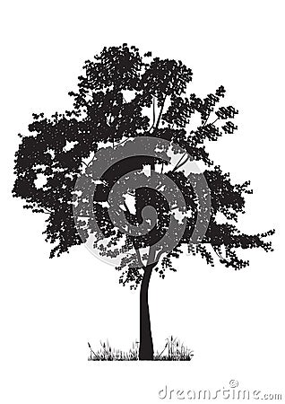 Tree silhouette Vector Illustration