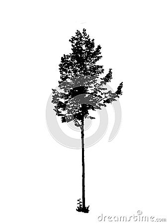 Tree Silhouette Stock Photo