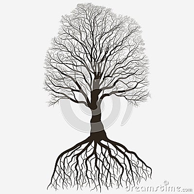 Tree Silhouette with root system . Black bare oak outline. Detailed image. Vector Vector Illustration