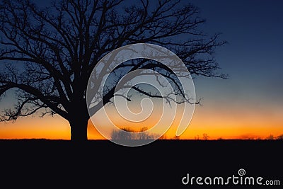 Tree silhouette at sunset Stock Photo