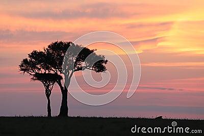 Silhouette of trees during sunet in the african savannah. Stock Photo