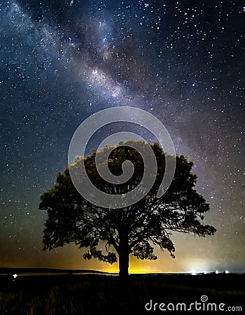 Tree silhouetted against a starry night sky Stock Photo