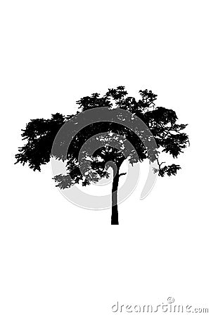 Tree silhouettes beautiful isolated on white background Stock Photo