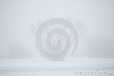 Tree siluetas Stock Photo