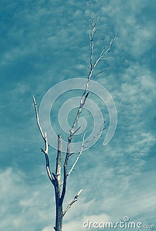 Tree siluetas Stock Photo