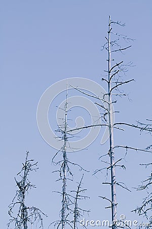 Tree siluetas Stock Photo