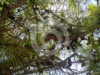 Tree and sky Stock Photo