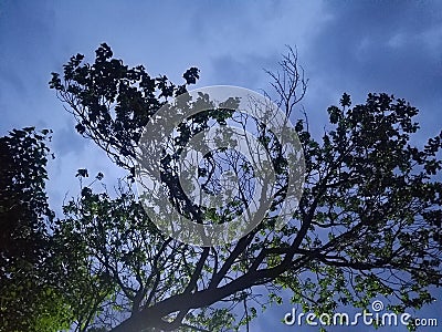 Tree, sky, effect, blue, love moon, environment Stock Photo