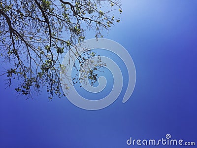 tree of the sky Stock Photo