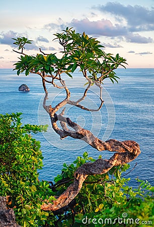 Tree on the sky and sea background. Landscape during sundown. Kelingking beach, Nusa Penida, Bali, Indonesia. Stock Photo