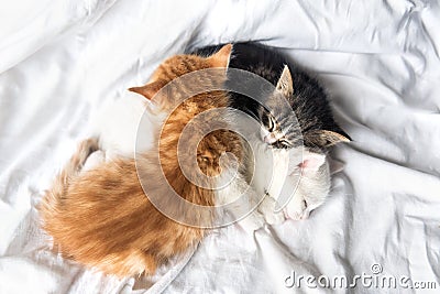 Tree sleeping kittens Stock Photo