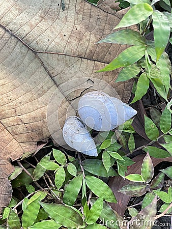 The tree snail house that has been abandoned by its inhabitants. Stock Photo