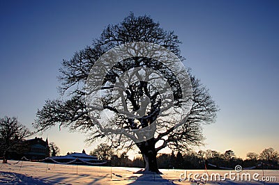 Tree in the snow Stock Photo