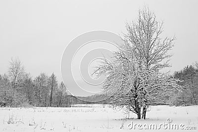 Tree snow covered on meadow in the woods in cloudy winter evening Stock Photo