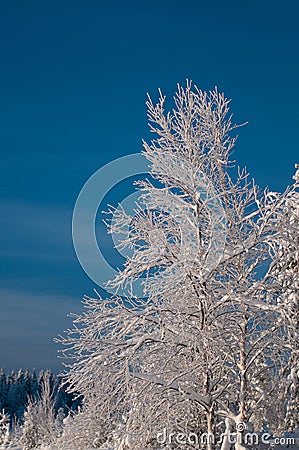 Tree snow covered in sweden Stock Photo