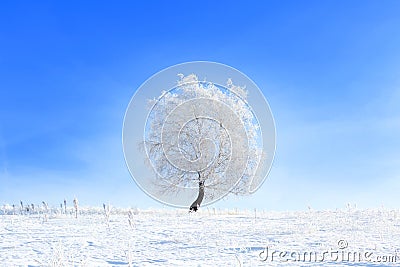 Tree in the snow on a field winter Stock Photo