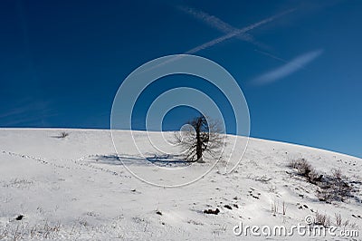 A tree in the snow with a long shadow and blue sky Stock Photo