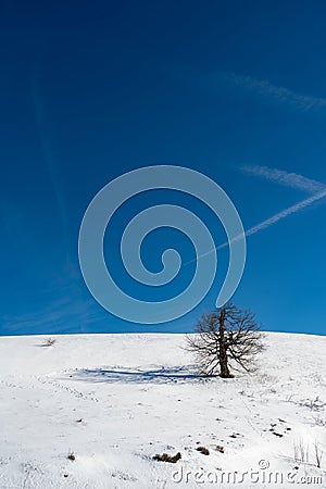 A tree in the snow with a long shadow and blue sky Stock Photo