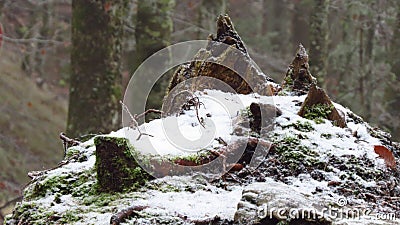 Tree with snow in winter, Fussen, Germany Stock Photo