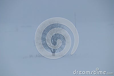 Tree during snowfall Stock Photo