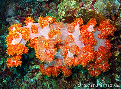 Tree Soft Coral Stock Photo