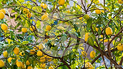 Tree of sorrento lemons ready to be picked and enjoyed Stock Photo