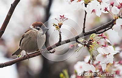 Tree sparrow bird on the cheery blossom tree Stock Photo