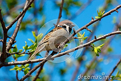 Tree Sparrow, Passer montanus Stock Photo