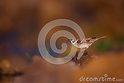 Tree sparrow, Passer montanus, single bird. Beautiful photo with blurred background. Wildlife bird. Stock Photo