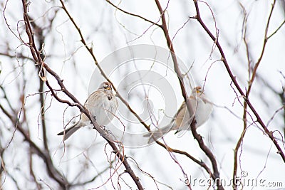 A Tree Sparrow in a tree in Winter Stock Photo