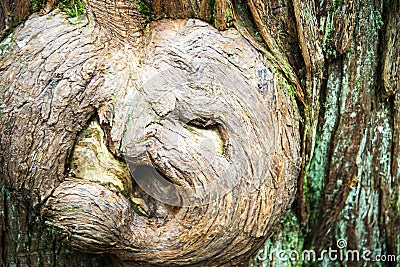 Tree Spirit in the forest Stock Photo