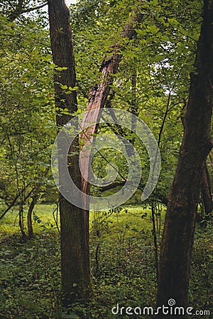 a tree split in half because of the strong wind Stock Photo