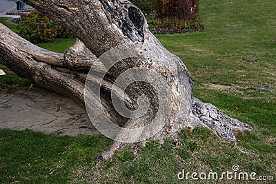 Tree with a Split Trunk. Broken and healed concept. Stock Photo