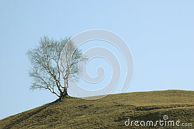 Tree in spring Stock Photo