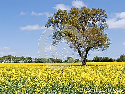 Tree in Spring Stock Photo