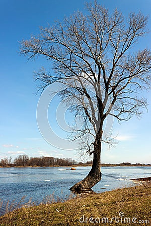 Tree in the spring floods inundated Stock Photo