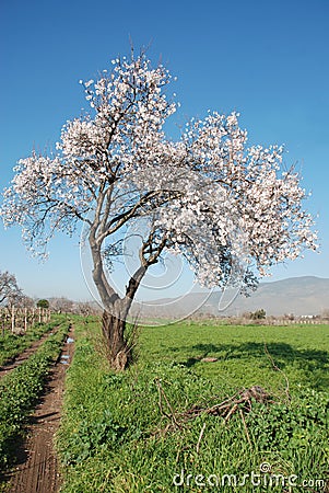 Tree Stock Photo