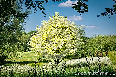 Flowering Tree in a Meadow Stock Photo