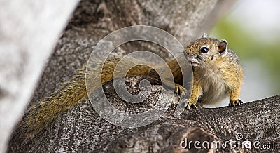 Tree Squirrel Stock Photo