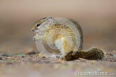 Tree squirrel Stock Photo