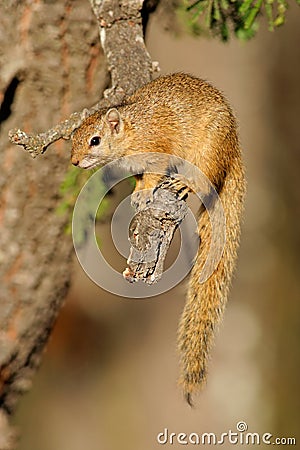 Tree squirrel Stock Photo
