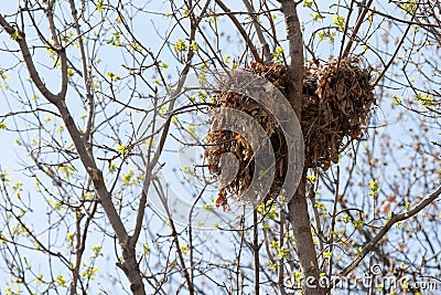 Tree squirrel nest high up in a tree Stock Photo