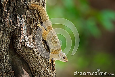 Tree Squirrel, Paraxerus cepapi chobiensis, detail of exotic African little mammal on the tree. Okavango delta, Botswana, Africa. Stock Photo