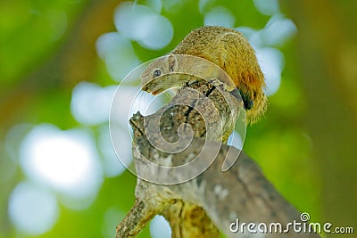 Tree Squirrel, Paraxerus cepapi chobiensis, detail of exotic African little mammal on the tree. Okavango delta, Botswana, Africa. Stock Photo